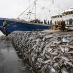 Deep-sea Trawling Has “Devastating” Impact, Study Finds