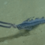 Deep Sea Explorers Stumble Upon A Creature They Can Hardly Believe Is Real
