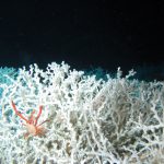 Deep-sea species and ecosystems on the high seas remain at risk