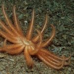UN General Assembly – High Seas Bottom Trawling To Continue Unchecked But The Tide Is Turning