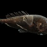 Disappointing rise in quotas for deep sea species announced today