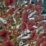 Hydrothermal vents, methane seeps play enormous role in marine life, global climate
