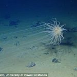Look out Nemo! Incredible underwater creatures in the Pacific could be wiped out by deep-sea mining