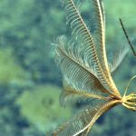 Vulnerable and in need of protection, seamounts are oases of the deep sea