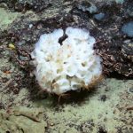 British Columbia’s Glass Sponge Reefs Announced as Mission Blue Hope Spot
