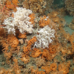 Important submarine canyons ecosystems are at risk