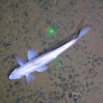 Sites Targeted For Deep-Sea Mining Teeming With New Species