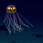 Deep sea life faces dark future due to warming and food shortage