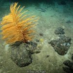 EPA should reject seabed mining application say environment groups