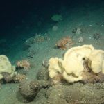 Europe A Step Closer To Protecting Deep Sea From Bottom Trawling