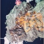 Hydrothermal Vents and Methane Seeps: Rethinking the Sphere of Influence
