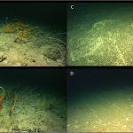 Seamounts on the High Seas Should Be Managed as Vulnerable Marine Ecosystems