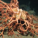 Environmental Groups Call For Regulation As World Dives Into Deep Sea Mining