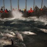 Why we’ve been hugely underestimating the overfishing of the oceans