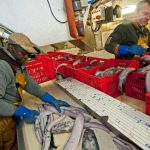 Fisheries Council’s Reduction In Deep-sea Fishing Quotas Will Not Avoid Overfishing