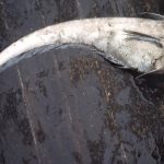 Licence to trawl at-risk species