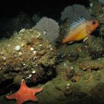 Stand up for California’s seafloor
