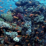 Health of the oceans ‘declining fast’