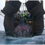 Maritime Union backs action on bottom trawling
