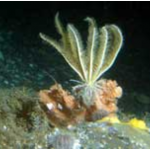 EU protects deep sea corals around the Azores, Madeira and the Canary Islands from bottom trawling