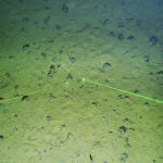 New species could help monitor impact of future deep-sea mining
