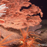 The Future of the Deep Sea: Undiscovered Wonders at Risk