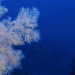 Ignoring Deep-Sea Corals Is Risky for the Oceans, and for Us