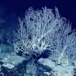 This ‘Secret Garden’ of Coral May Be 1,000 Years Old