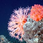 Conservation Groups Call On European Union to Protect Deepwater Corals Rather Than Its Fishing Fleet