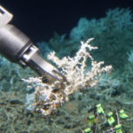 Scientists Find a Massive Deep Sea Reef Off the U.S. East Coast