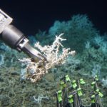 Scientists discovered 85 miles of deep-sea coral reef hidden off the US East Coast — here’s what it looks like