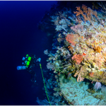 Are deep sea reefs really a lifeboat for our vanishing corals?