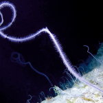 Novel ecosystems in the deep sea