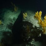 Exclusive photos show deep-sea canyon in U.S. waters teeming with life