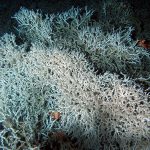 Huge previously-undetected coral reef off US East Coast