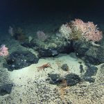 Belgian group a fast-moving ‘caterpillar’ in deep sea copper, cobalt race