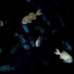 Deep-sea trawling taking a toll on certain species and their habitats