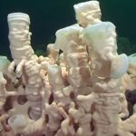 Charity applauds glass sponge reef protection