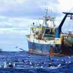 First ever high-seas conservation treaty would protect life in international waters