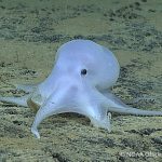 Deep Sea Conservation Coalition calls on countries to Change Course at the International Seabed Authority to Prevent Irreversible Damage to the Deep Sea 