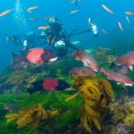 California Seamounts Are Sylvia Earle’s Newest “Hope Spots”