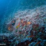Did Life on Earth Begin in the Deep Sea?