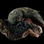 Ocean snail is first animal to be officially endangered by deep-sea mining