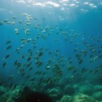 Big Tech Needs to Save the Deep Seas