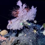 Concerns grow about seafloor mining