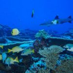 Depleted seamounts near Hawaii recovering after decades of federal protection