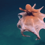 Deep-Sea Octopus Enthralls Scientists With Otherworldy ‘Show’