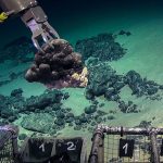 Mountains hidden in the deep sea are biological hot spots. Will mining ruin them?