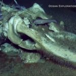 Scientists freak out over deep sea feast