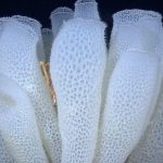 Deep sea sponges may hold key to antibiotic resistance